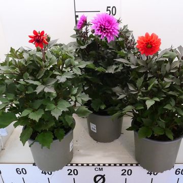 Dahlia GARDENETTA MIX