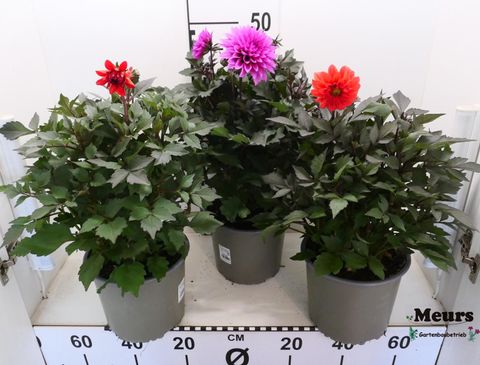 Dahlia GARDENETTA MIX