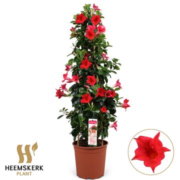 Mandevilla SUMMERSTAR RED