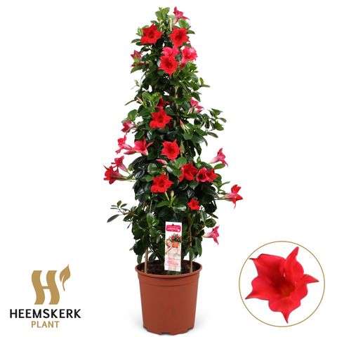 Mandevilla SUMMERSTAR RED