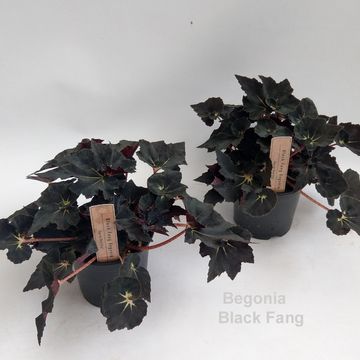 Begonia 'Black Fang'