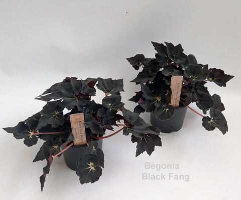 Begonia 'Black Fang'