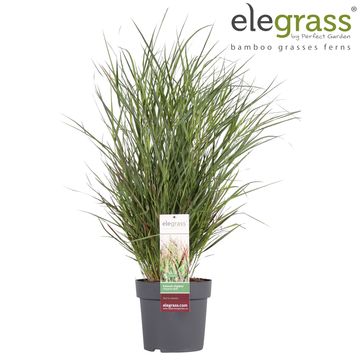 Panicum virgatum 'Cheyenne Sky'