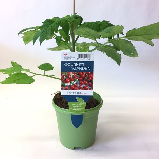 Solanum lycopersicum 'Elin'