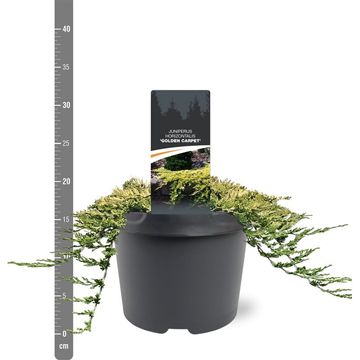 Juniperus horizontalis 'Golden Carpet'