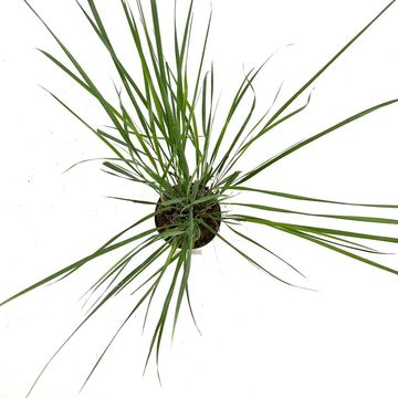 Calamagrostis x acutiflora 'Karl Foerster'