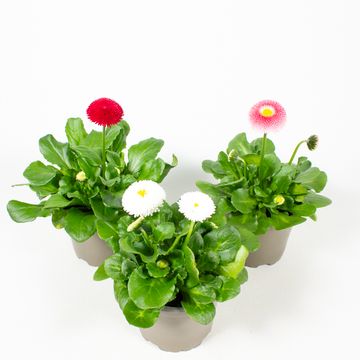 Bellis perennis TASSO MIX