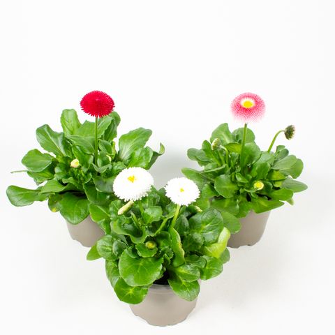 Bellis perennis TASSO MIX