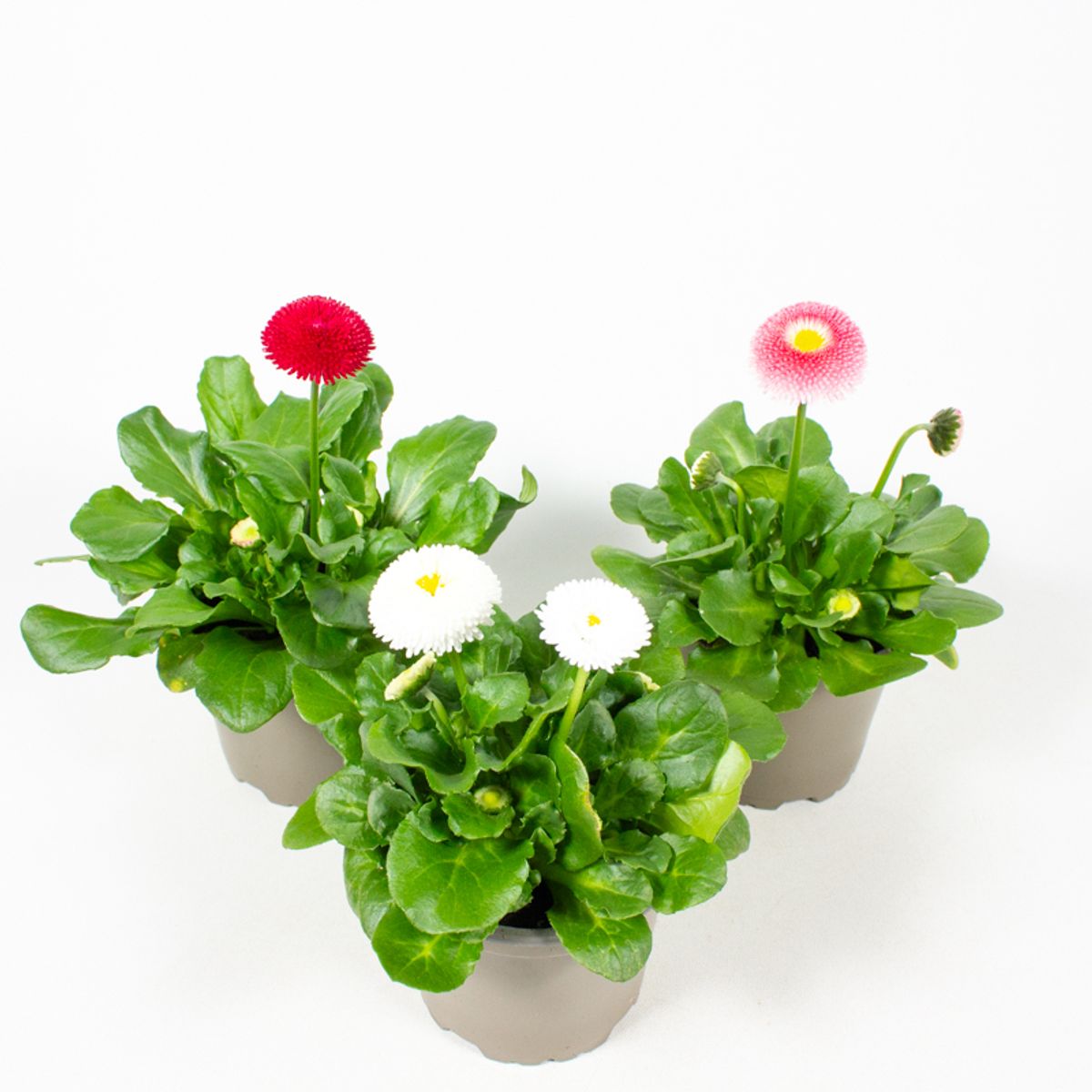 Bellis perennis TASSO MIX — Plant Wholesale FlorAccess