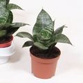 Sansevieria trifasciata 'Hahnii'