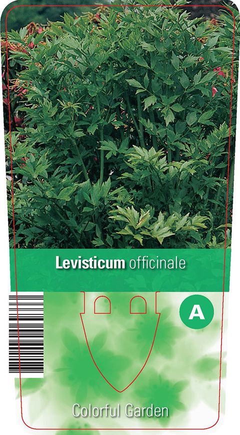 Levisticum officinale