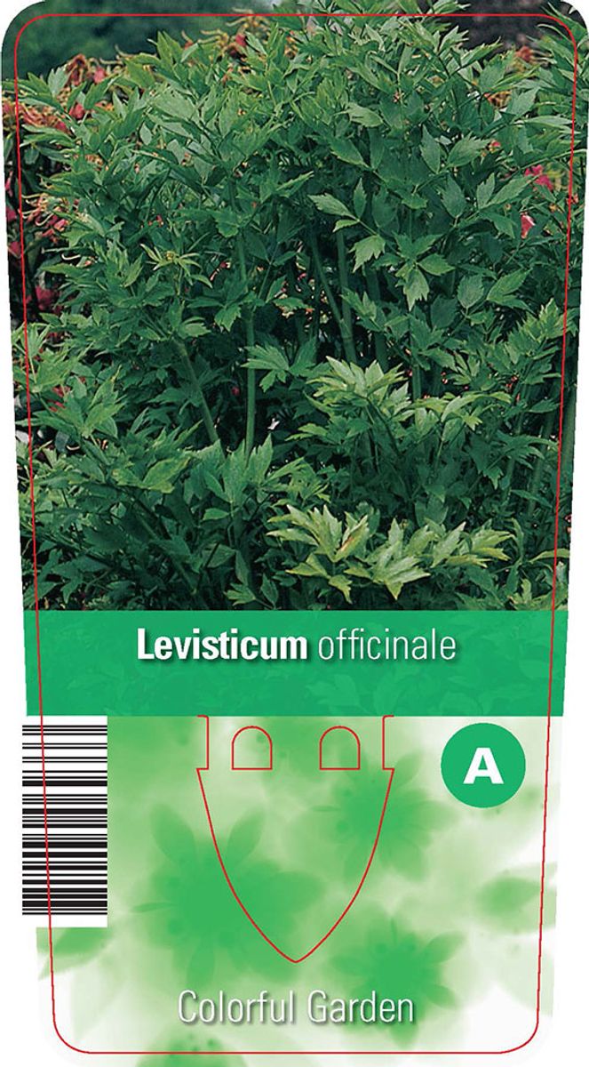 Levisticum officinale — Pflanzengroßhandel FlorAccess