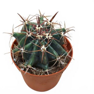 Ferocactus horridus