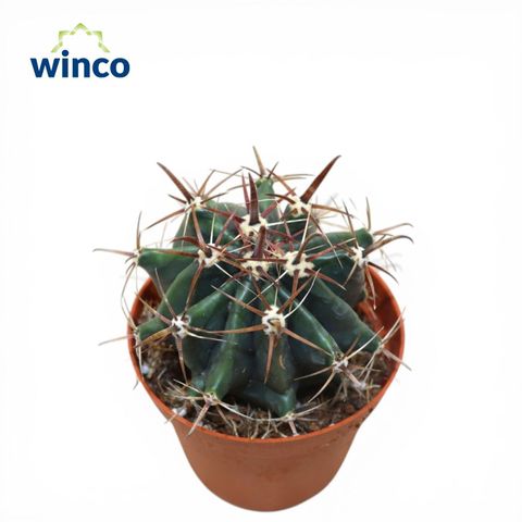 Ferocactus horridus