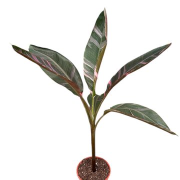 Musa 'Nono'