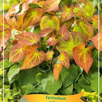 Epimedium x rubrum