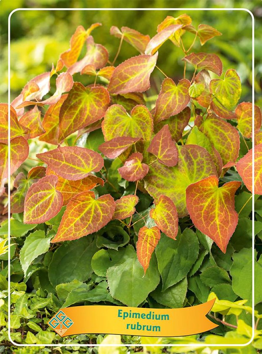 Epimedium X Rubrum FlorAccess epimedium-x-rubrum-floraccess