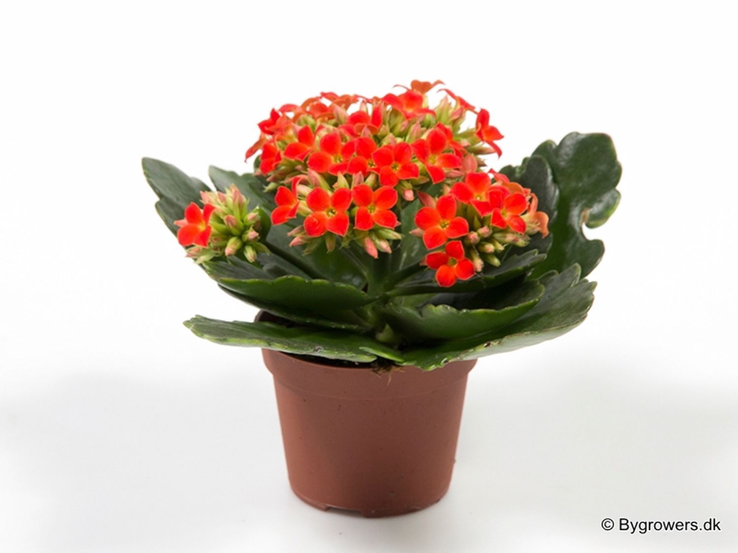 Kalanchoe blossfeldiana — Plant Wholesale FlorAccess