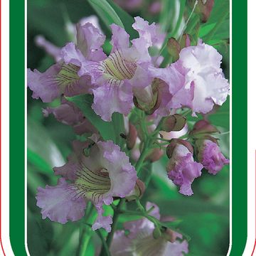 x Chitalpa tashkentensis SUMMER BELLS