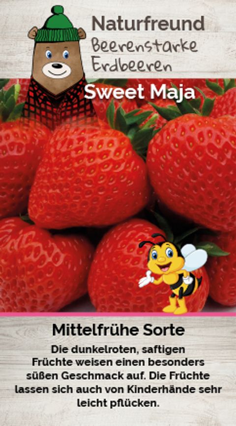 Fragaria x ananassa 'Sweet Maja'