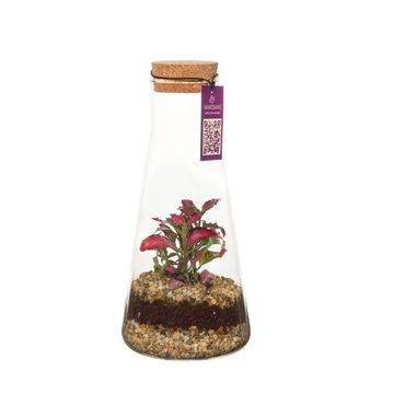 Arrangement Terrarium