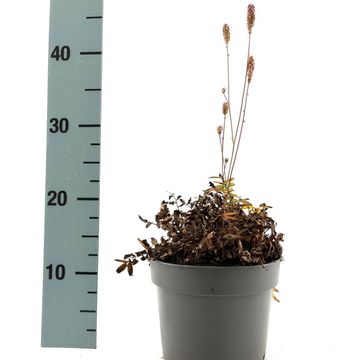 Sanguisorba officinalis 'Pink Tanna'