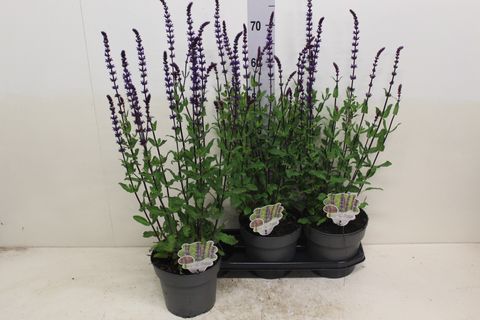 Salvia nemorosa 'Caradonna'