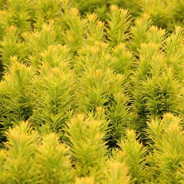 Taxus baccata 'David'