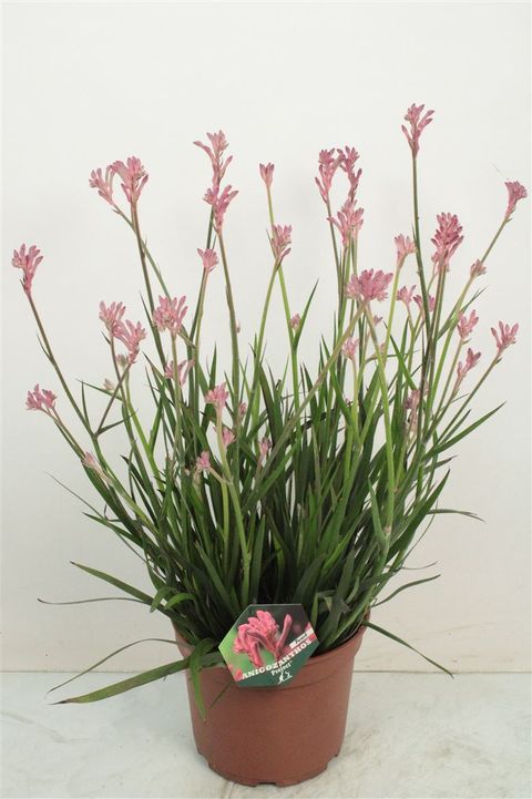 Anigozanthos 'Bush Pearl'