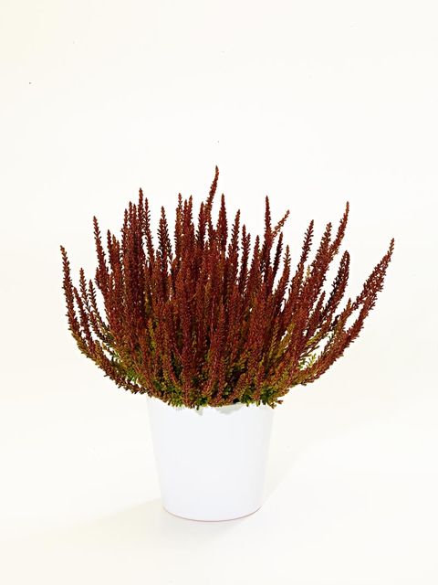 Calluna vulgaris 'Zorina'