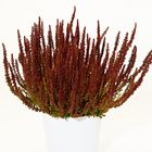 Calluna vulgaris 'Zorina'