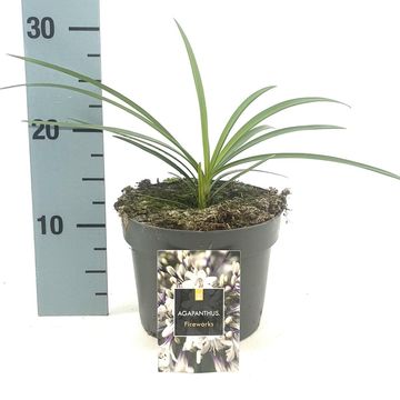 Agapanthus FIREWORKS