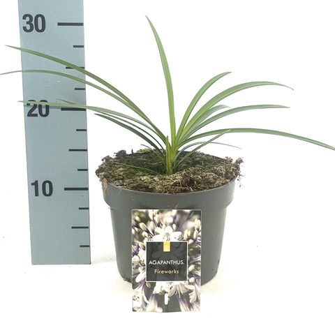 Agapanthus FIREWORKS