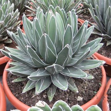 Agave victoriae-reginae