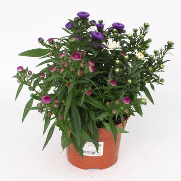 Aster MIX IN POT