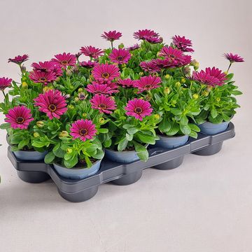 Octospermum SEÑORITA TANJA