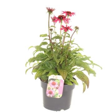 Echinacea SOMBRERO COMPACT HOT PINK