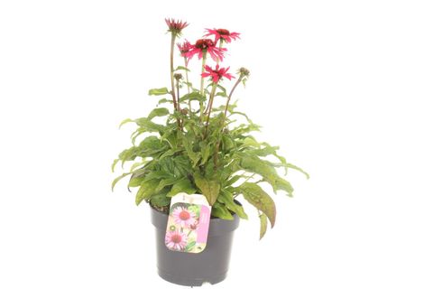 Echinacea SOMBRERO COMPACT HOT PINK