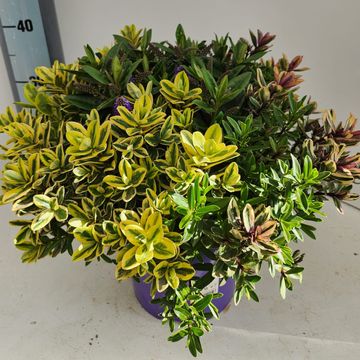 Hebe MIX IN POT