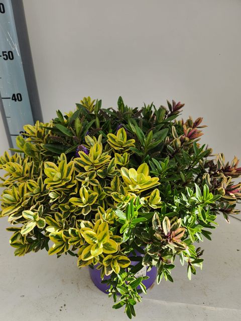 Hebe MIX IN POT