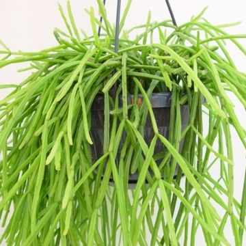 Rhipsalis kirbergii