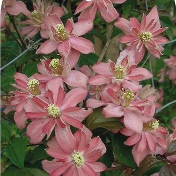 Clematis 'Броутон Стар' (M)