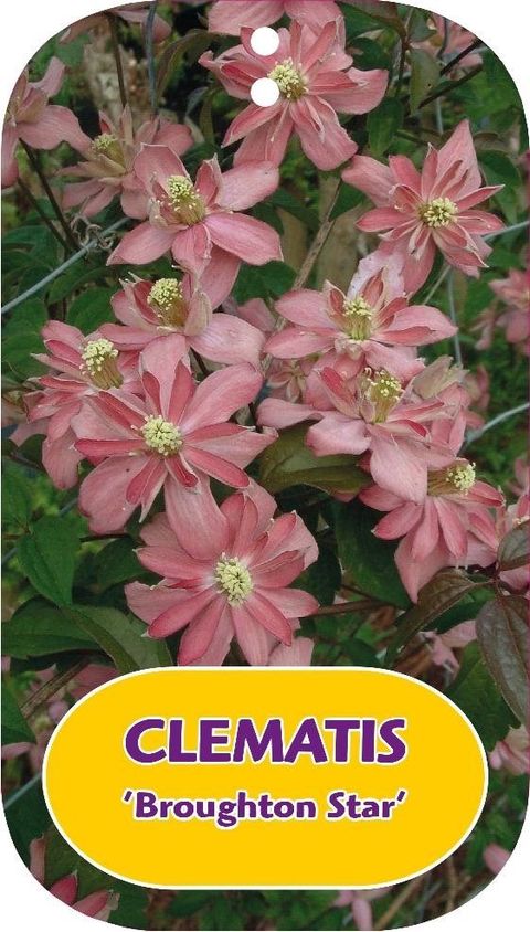 Clematis 'Broughton Star' (M)