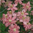 Clematis 'Broughton Star' (M)