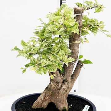 Duranta erecta 'Variegata'