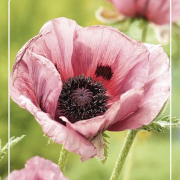 Papaver orientale 'Patty's Plum'