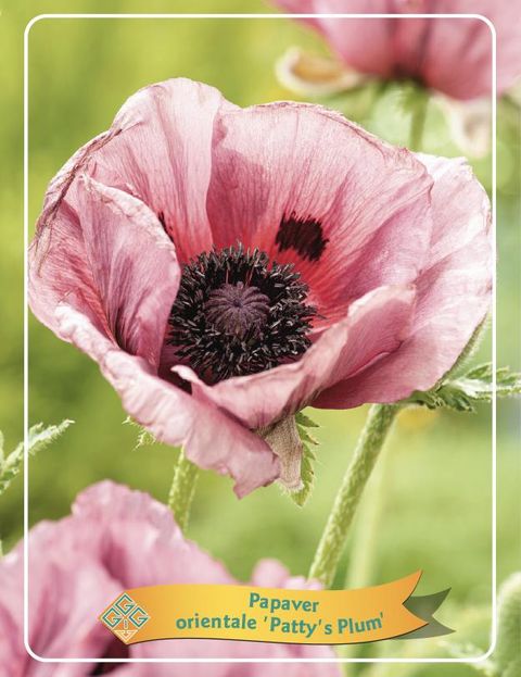 Papaver orientale 'Patty's Plum'