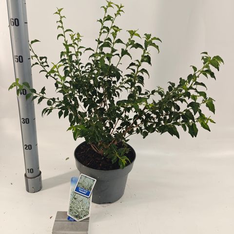 Prunus incisa 'Yamadei'