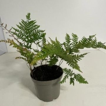 Dryopteris erythrosora