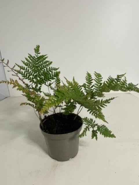 Dryopteris erythrosora